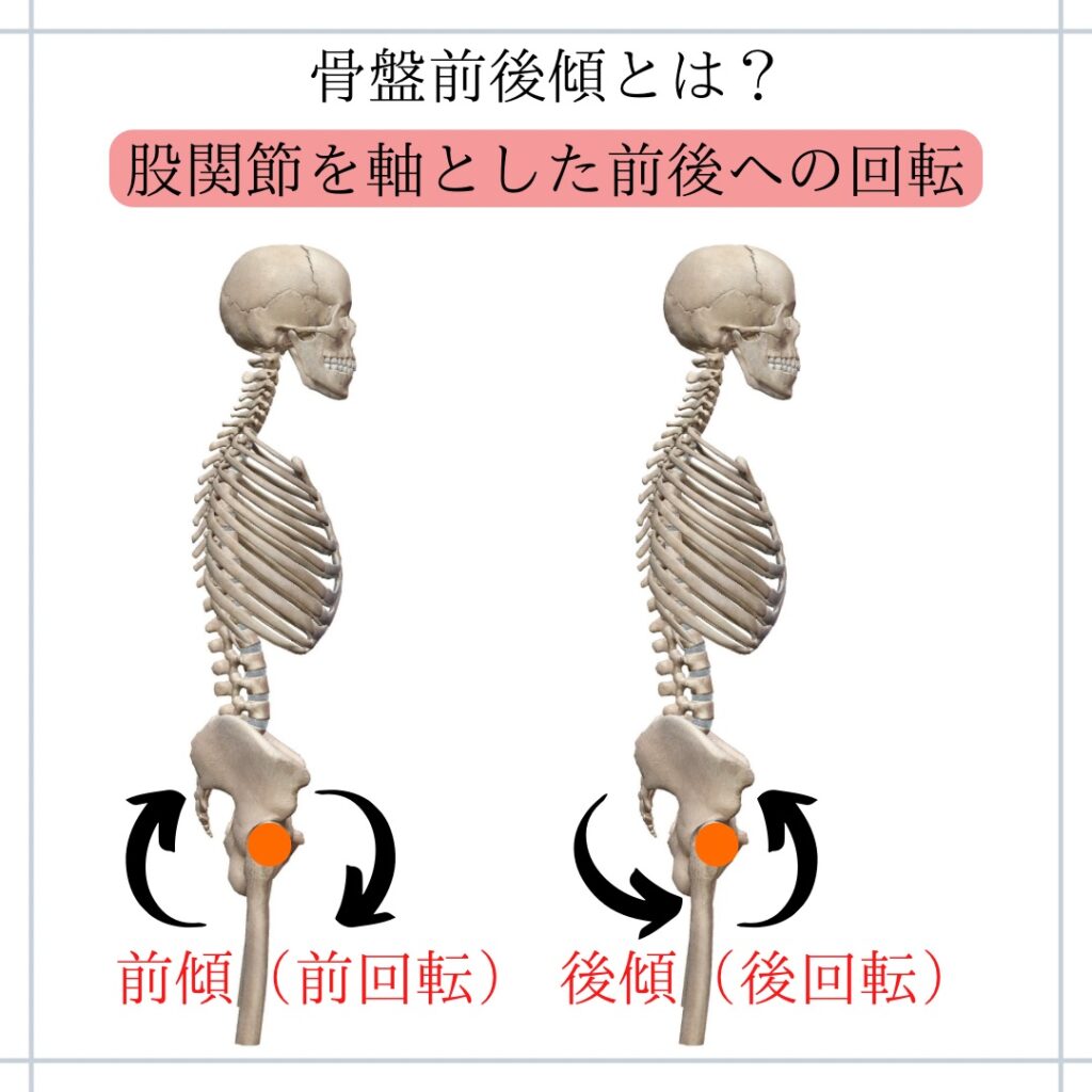 骨盤の前後傾とは? - Handmade Fitness